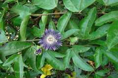 Passiflora caerulea